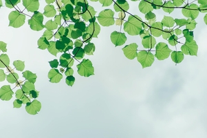 Cover Photo